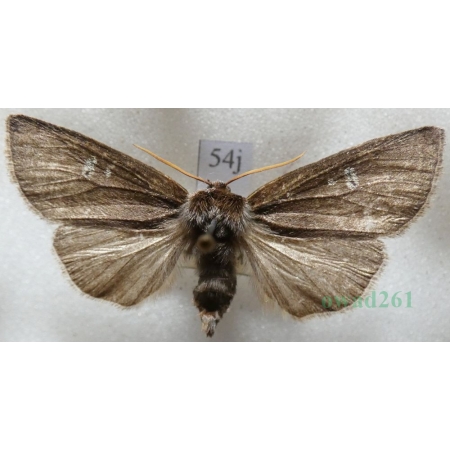 Tethea or (Denis & Schiffermüller, 1775) Falica or Czech54j